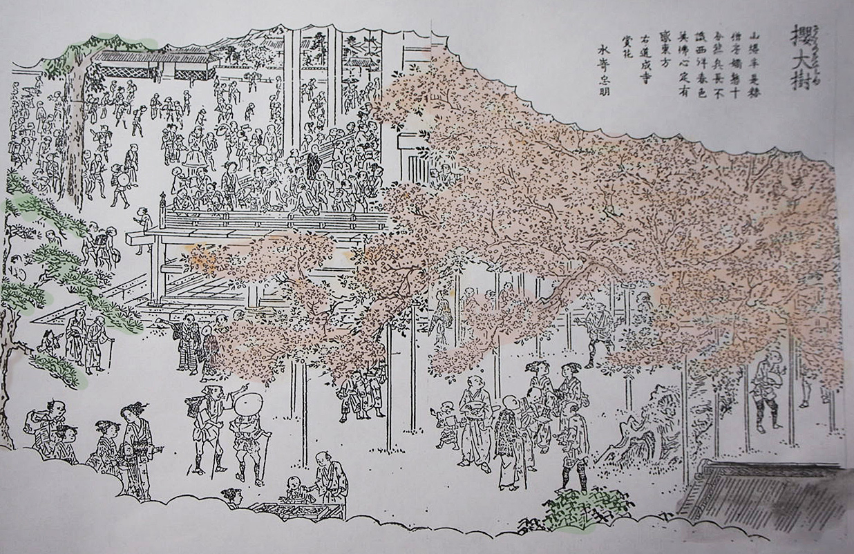 道成寺桜
